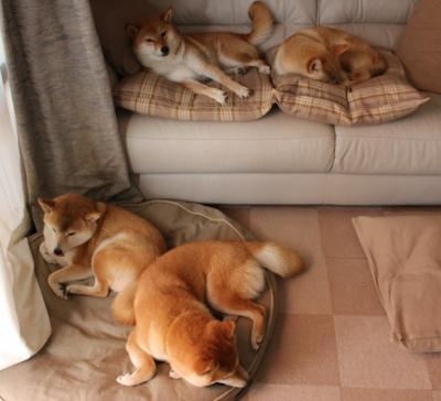 美国队在国际乒联混合团体世界杯中的强势崛起，美国乒乓球赛事