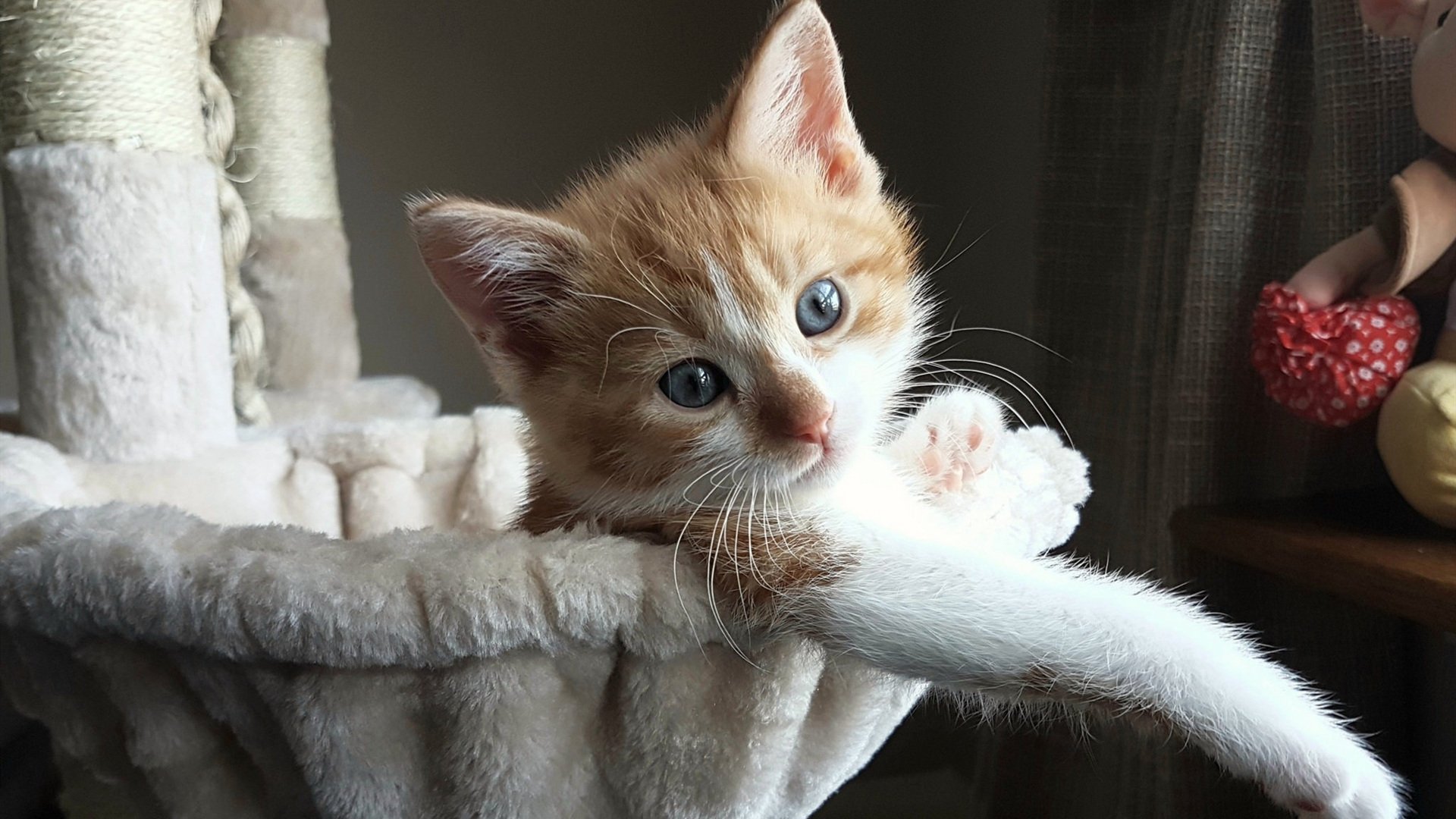 美国队在国际乒联混合团体世界杯中的强势崛起，美国乒乓球赛事