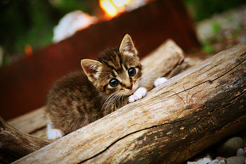 开云体育登陆入口-逆转经典：那些让人热血沸腾的绝杀瞬间，逆转的绝杀pdf